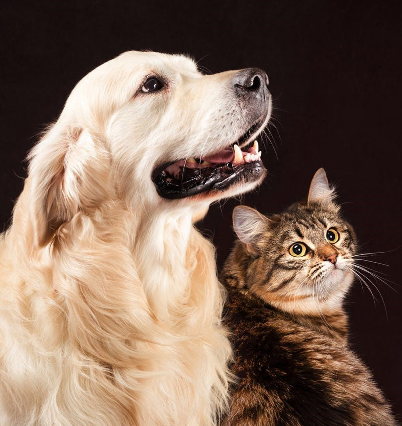 Royal Canin: crocchette e cibo umido per cani e gatti | Vendita online