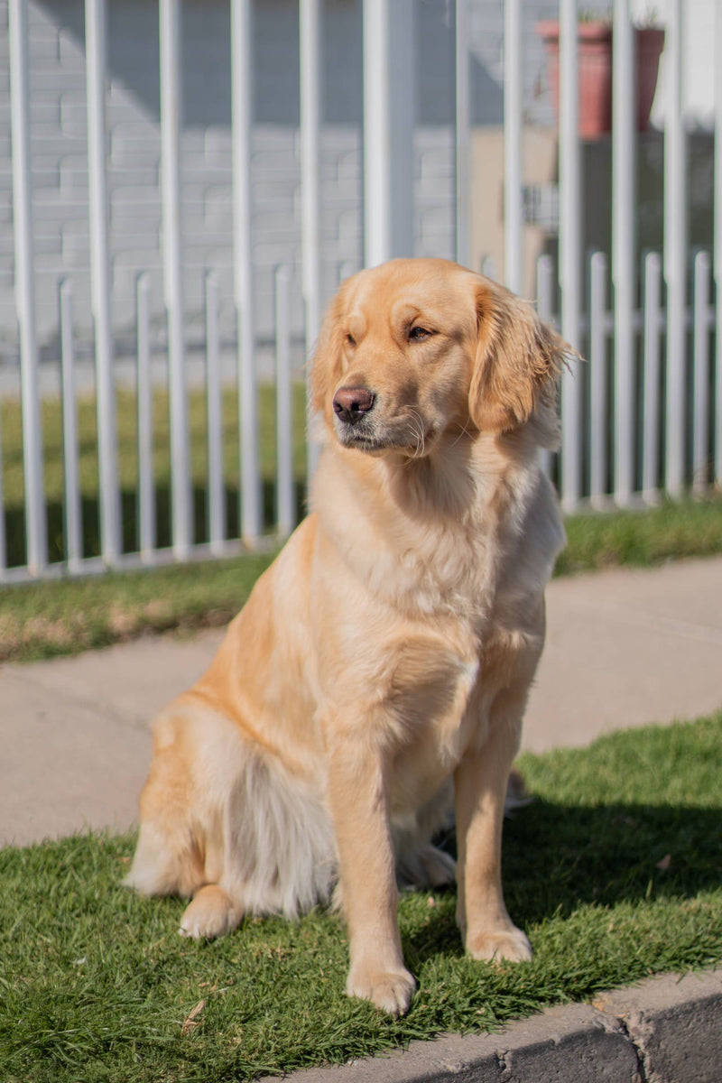 Cibo secco per cani adulti e cuccioli - Crocchette Royal Canin, Monge, Trainer
