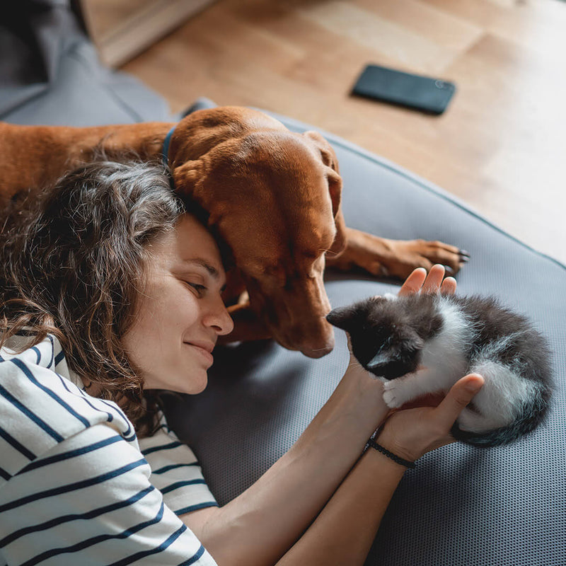 Crocchette e cibi umidi per cani e gatto Monge - Acquista online