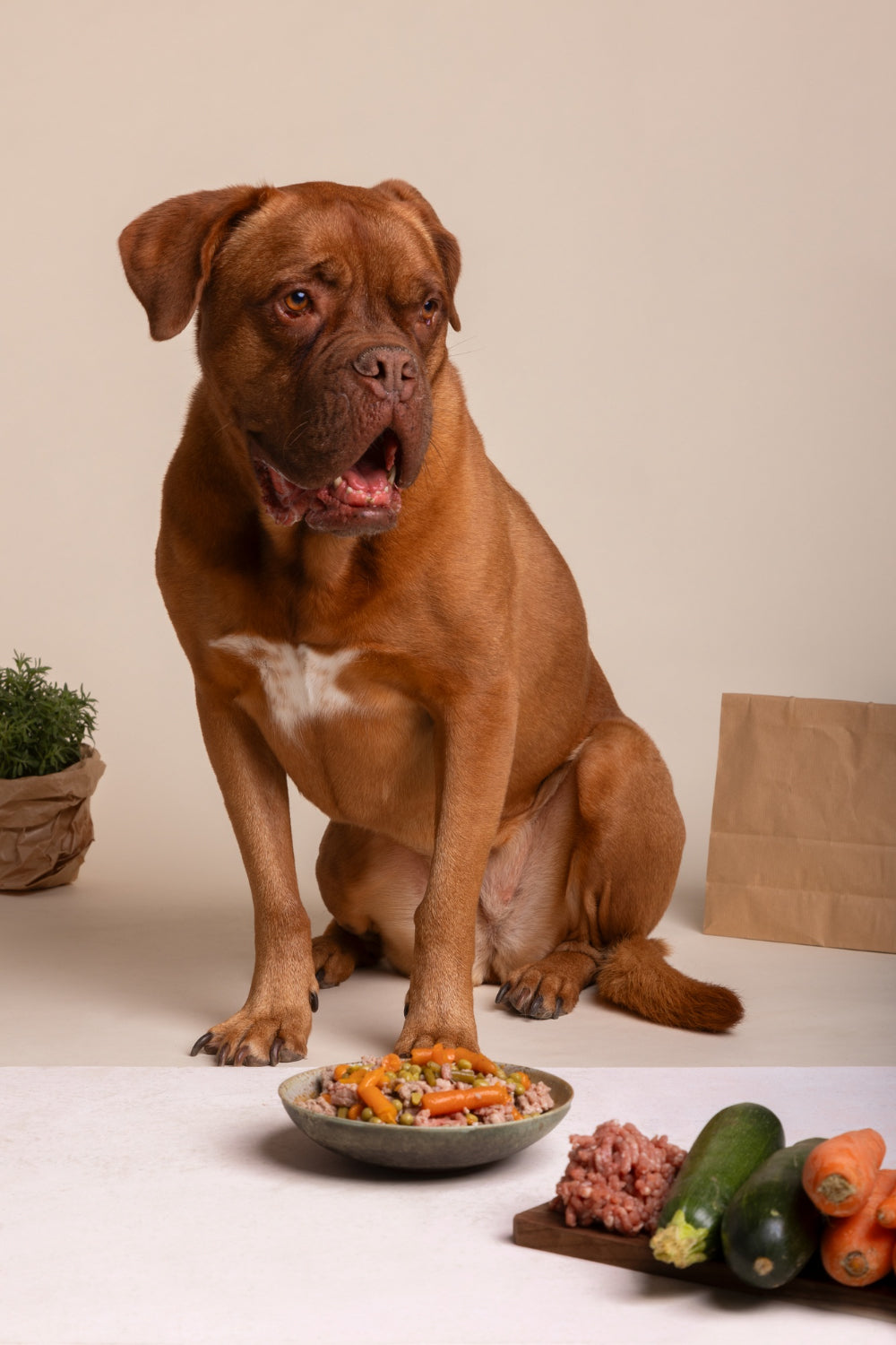 Scatolette per cani: cibo umido completo, gustoso e adatto a ogni esigenza