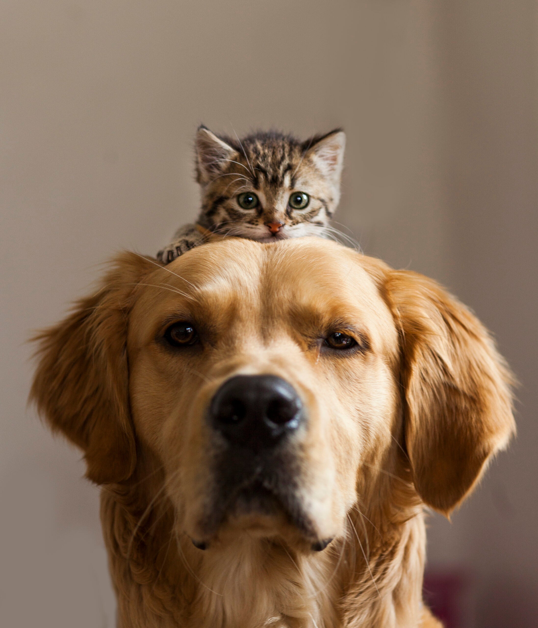 Purina