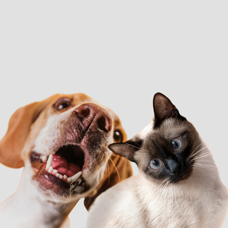 Farmina, crocchette, cibo secco e umido per cani e gatti
