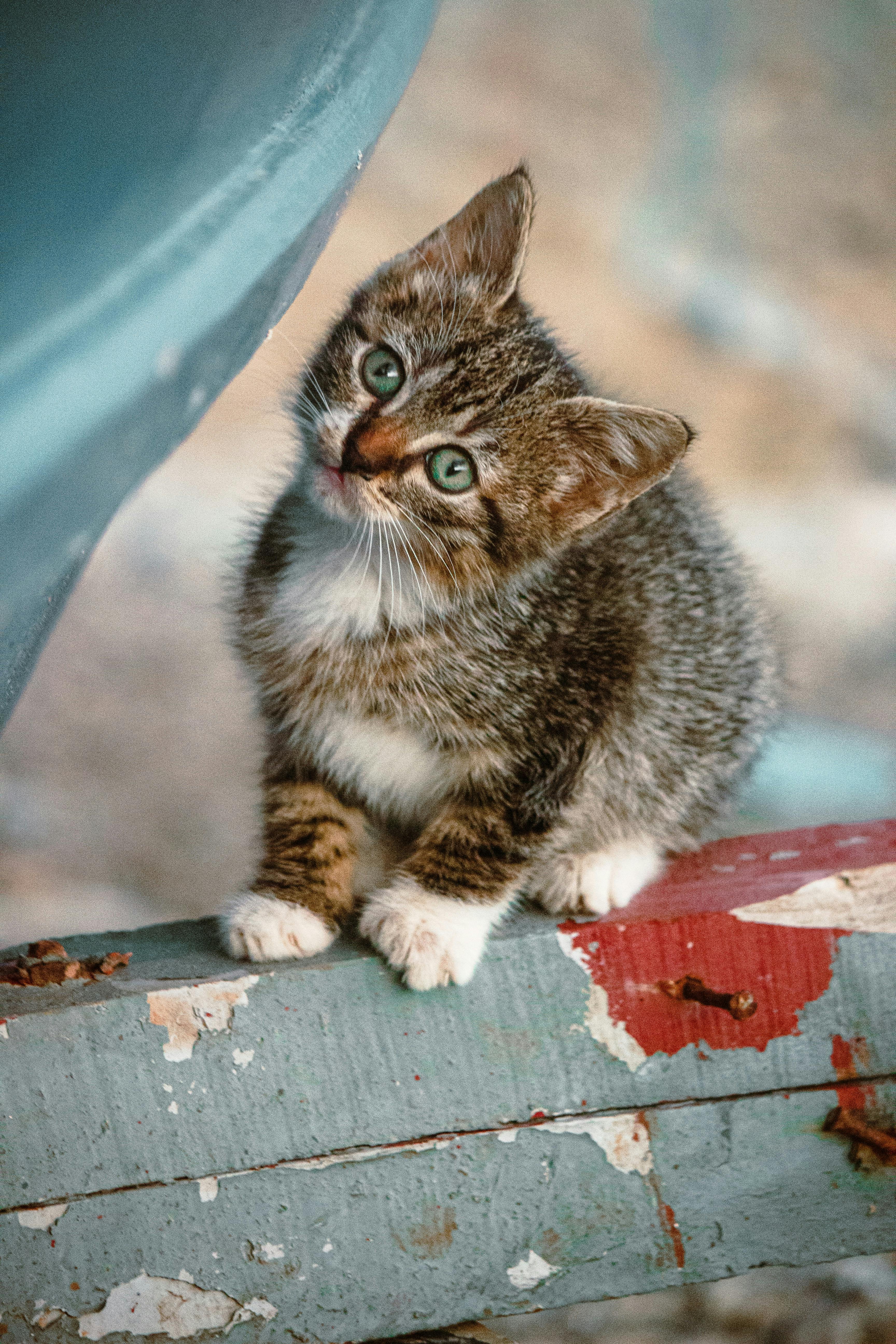 GATTO