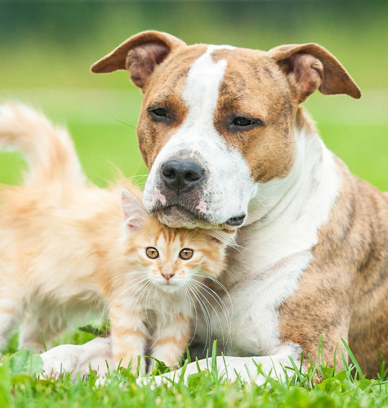 Natural Trainer - Alimenti per cani e gatti | Acquista online