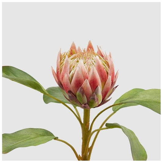 Ramo artificiale di protea - Duke - EDG - 34264530190552