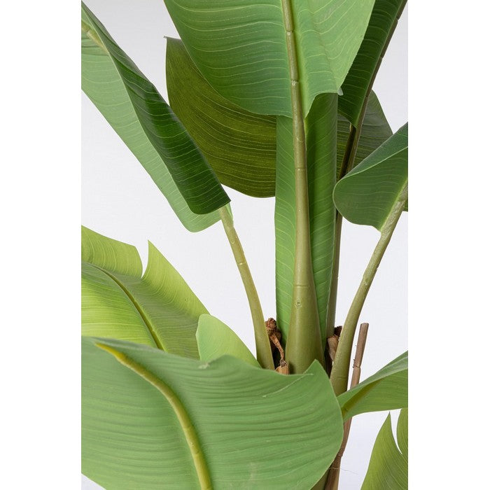 Pianta artificiale albero di Banano in vaso verde alt.155 Banana tree | Maisons du Monde Pianta artificiale albero di Banano in vaso verde alt.155 Banana tree | Maisons du Monde