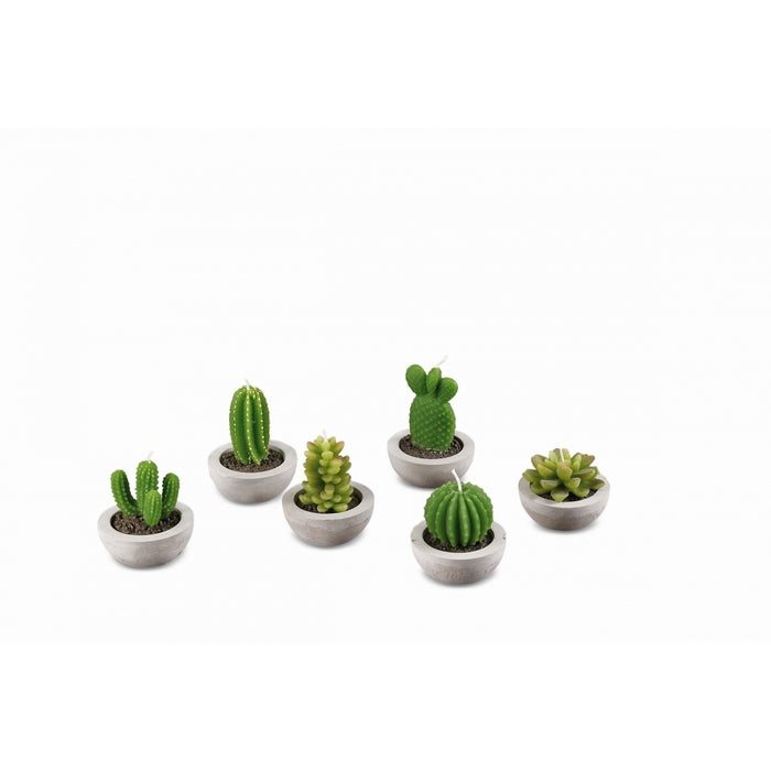 Candela piantina grassa con vasetto in cemento