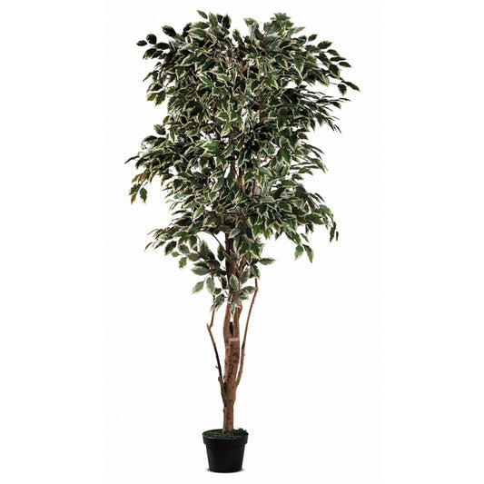 Ficus in vaso per decorazione 200 cm - AD TREND - 34269927833816