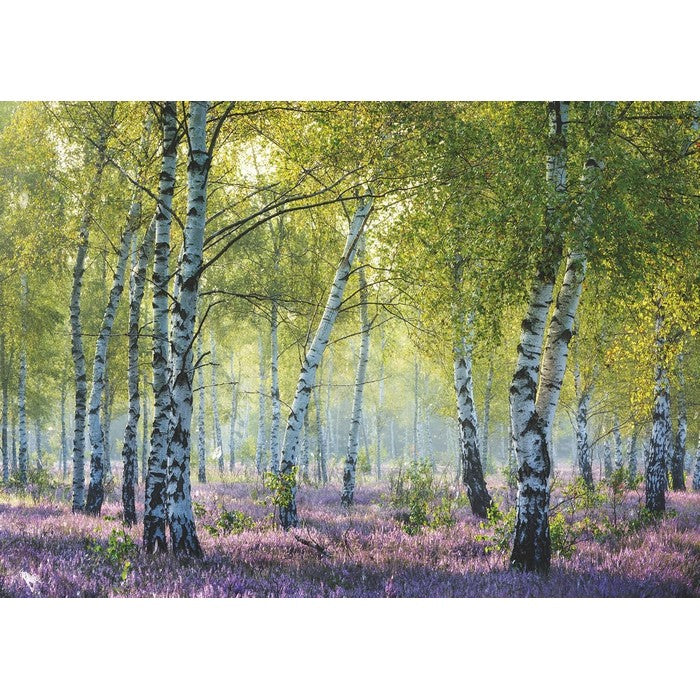 Puzzle per adulti 1000 pezzi Bosco di Betulle