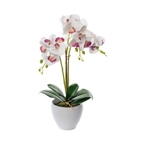 VASO CON ORCHIDEA CON 16 FIORI - Vaso decorativo con pianta di orchidea, dotato di vaso bianco. Orchidee in colori assortiti