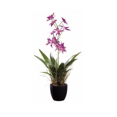 VASO C/ORCHIDEE A6C DIAM14XH70 - Vaso con pianta di orchidea per decorazione, orchidee assortite in 6 colorazioni. Dimension