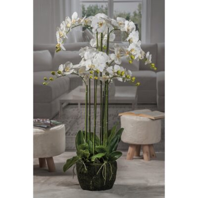 ORCHIDEA TOUCH BIA 9GAMBI D28XH110
