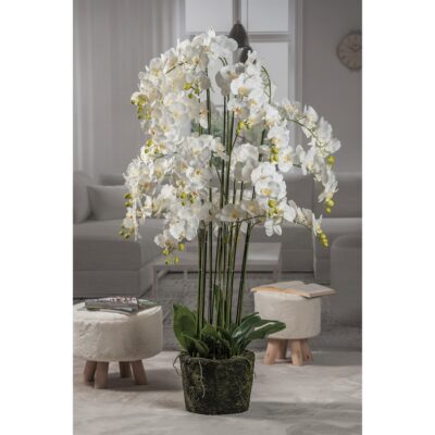 ORCHIDEA TOUCH BIA 12GAMBI D35XH150