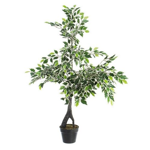 PIANTA FICUS VARIEGATO C-VASO X760F H120 - Fantastica pianta di ficus variegato con vaso ideale per arredare casa con partic
