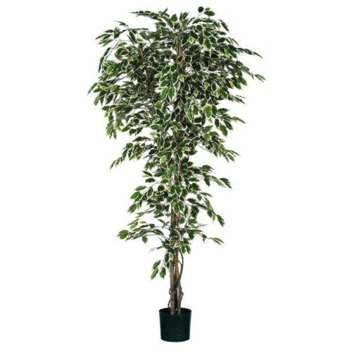 Pianta artificiale in vaso 210 cm - Ficus Variegato - Pianta di Ficus verde variegato con vaso realizzato in plastica. Avrai